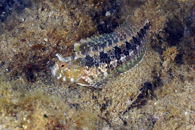 Blennidi